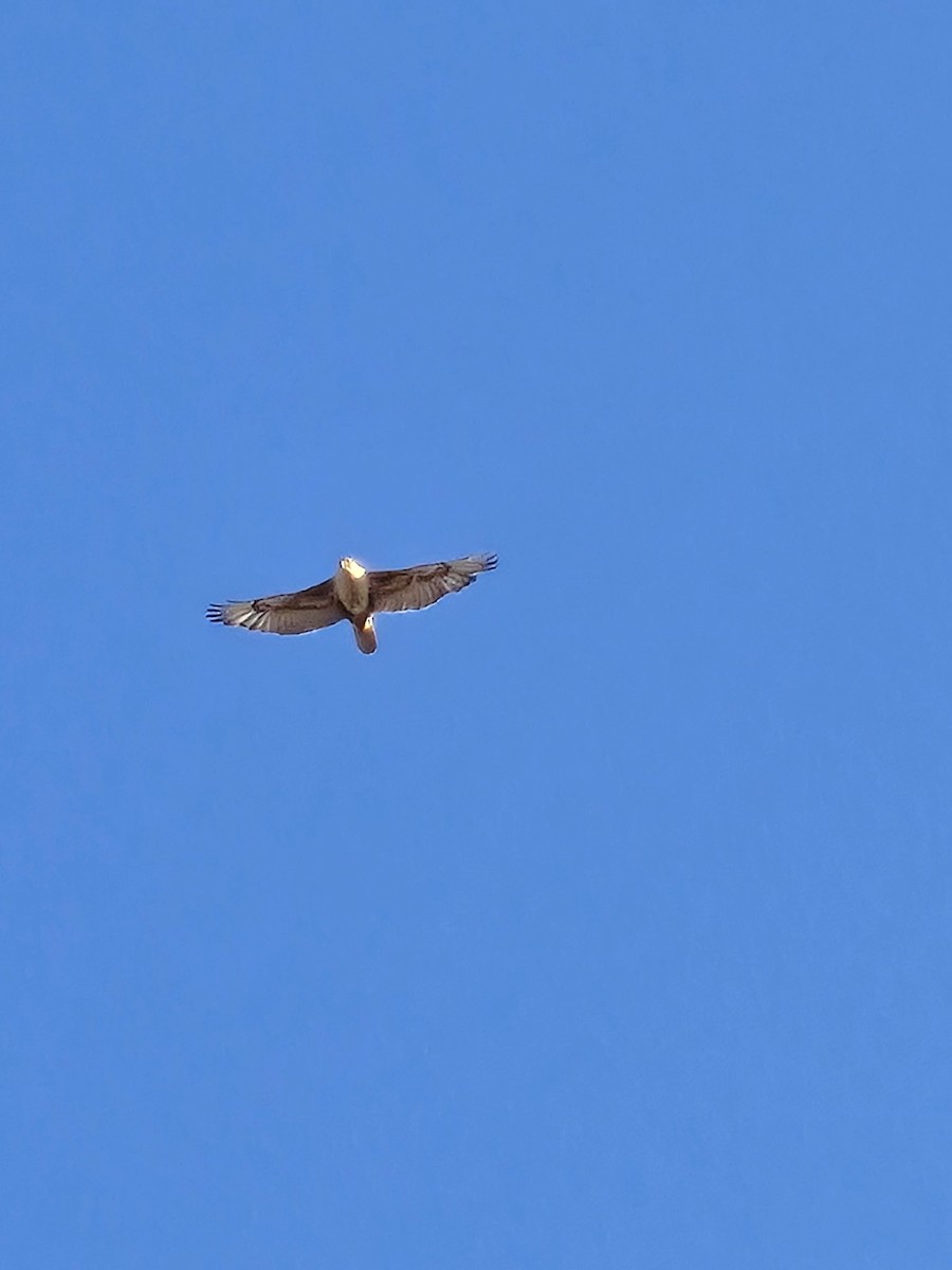 kongevåk - ML647536415