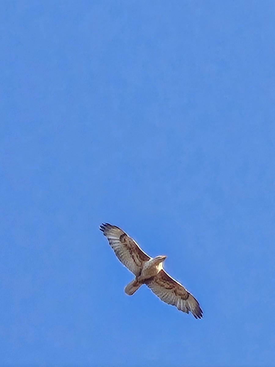 kongevåk - ML647536416