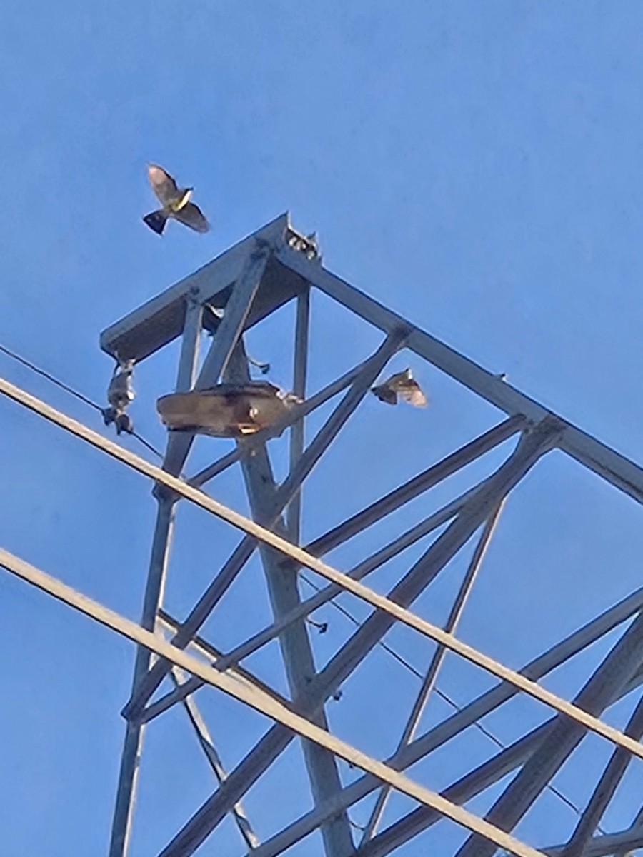 kongevåk - ML647536418