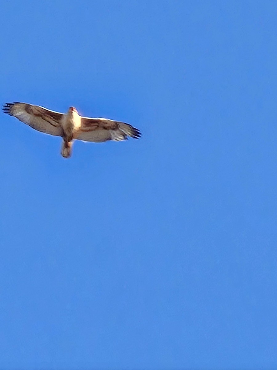 kongevåk - ML647536419