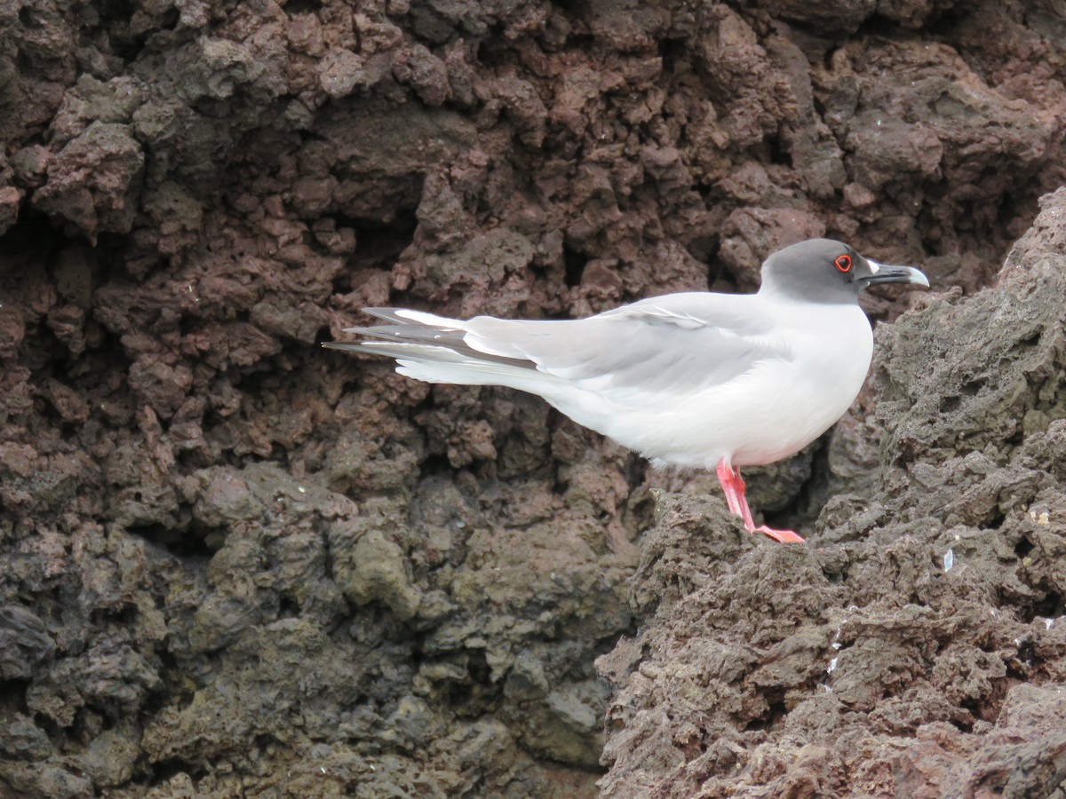 Swallow-tailed Gull - ML647536423