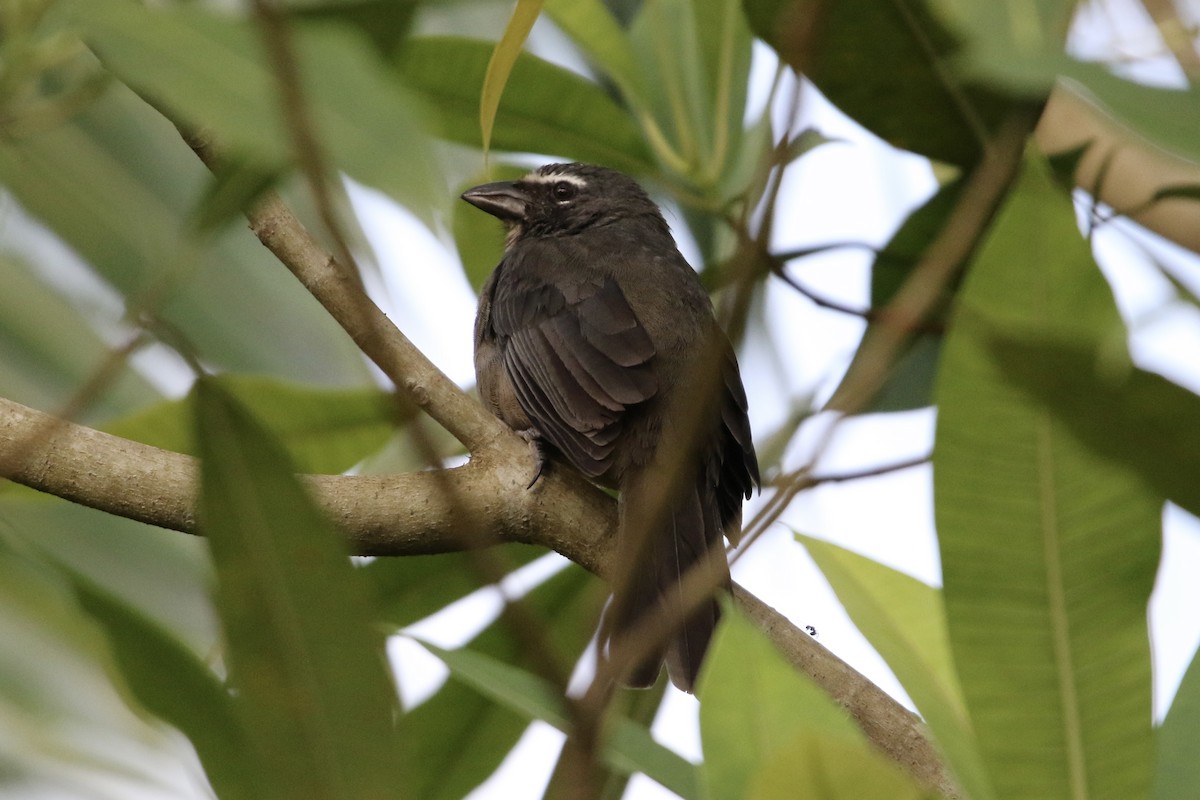 Зернолуск бурогузий - ML647536431