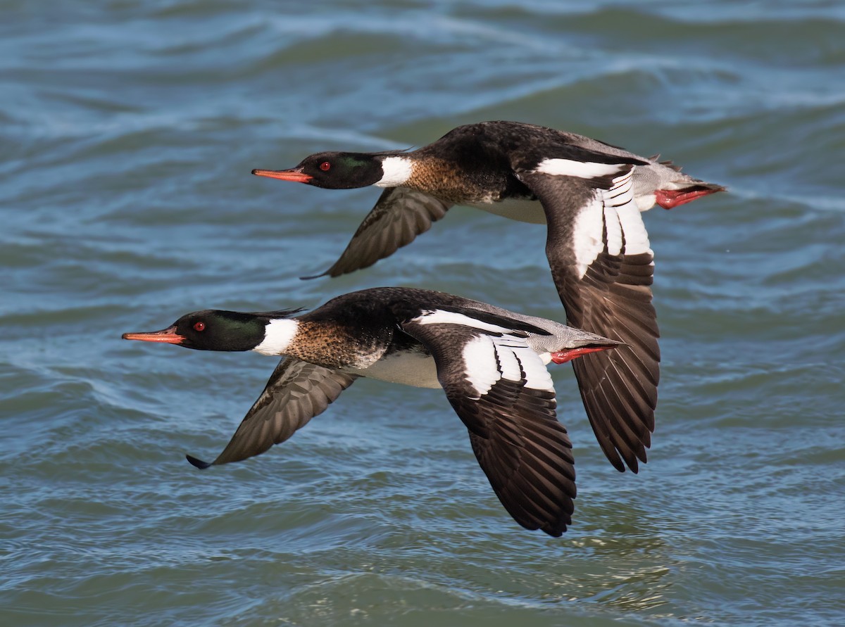 Harle huppé - ML647536474