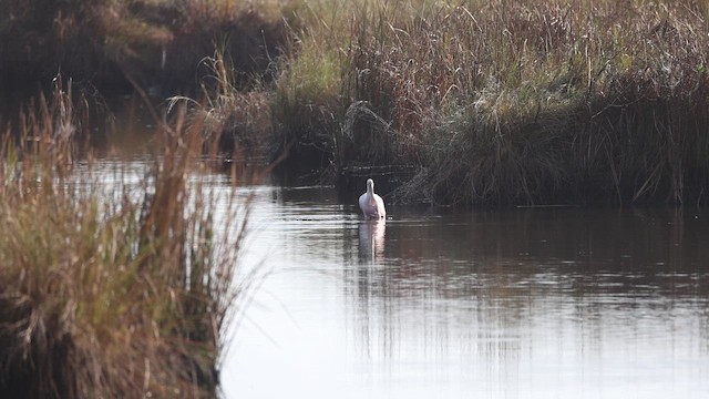 Roseate Spoonbill - ML647536492