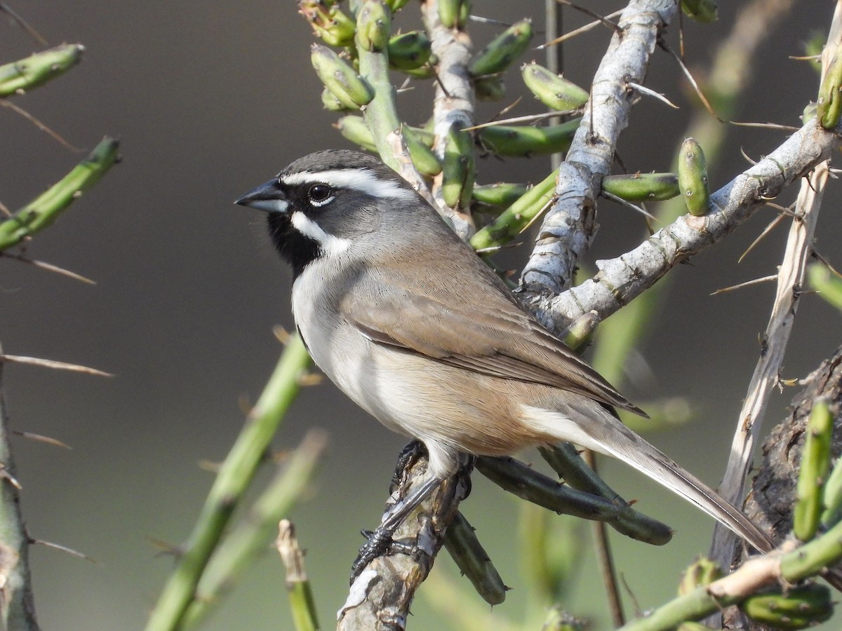 ノドグロヒメドリ - ML647536501