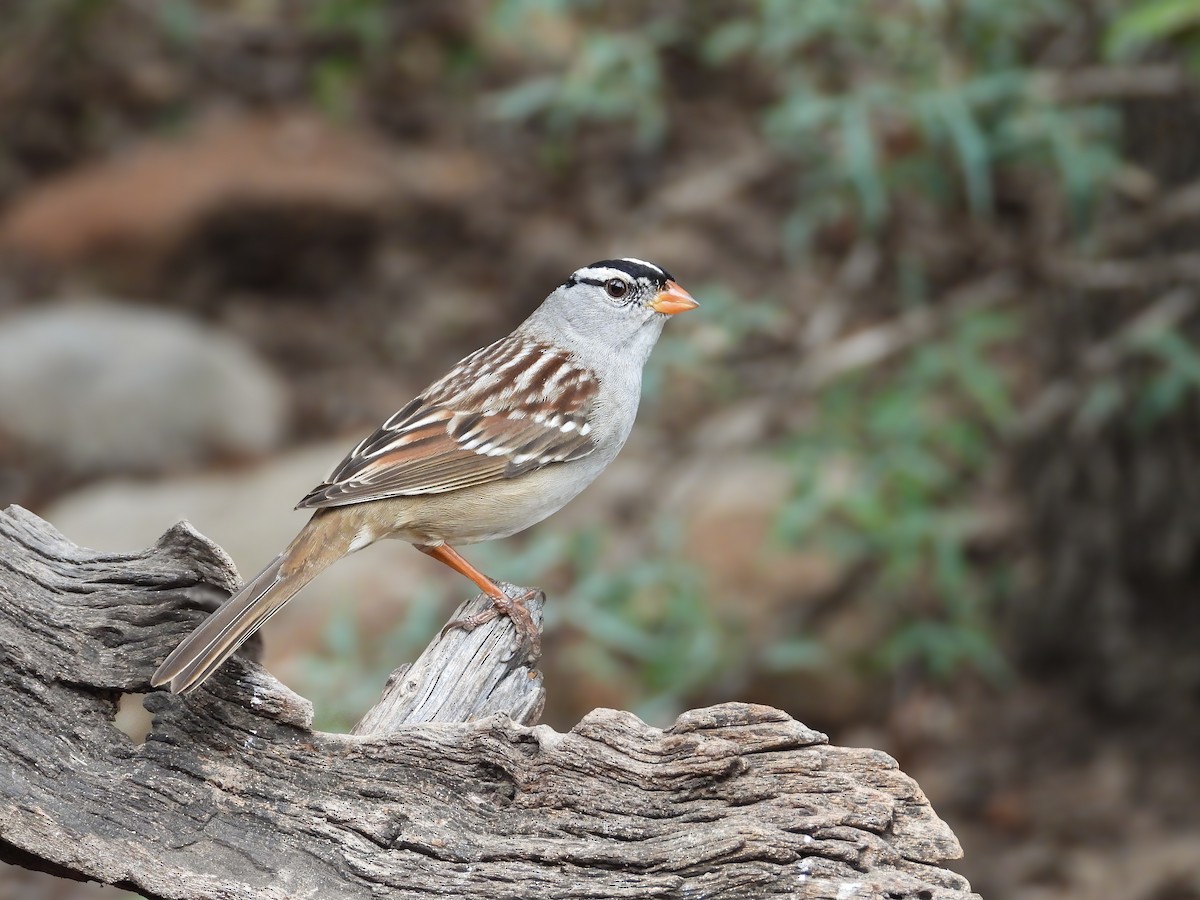 Porsuk Serçesi - ML647536507