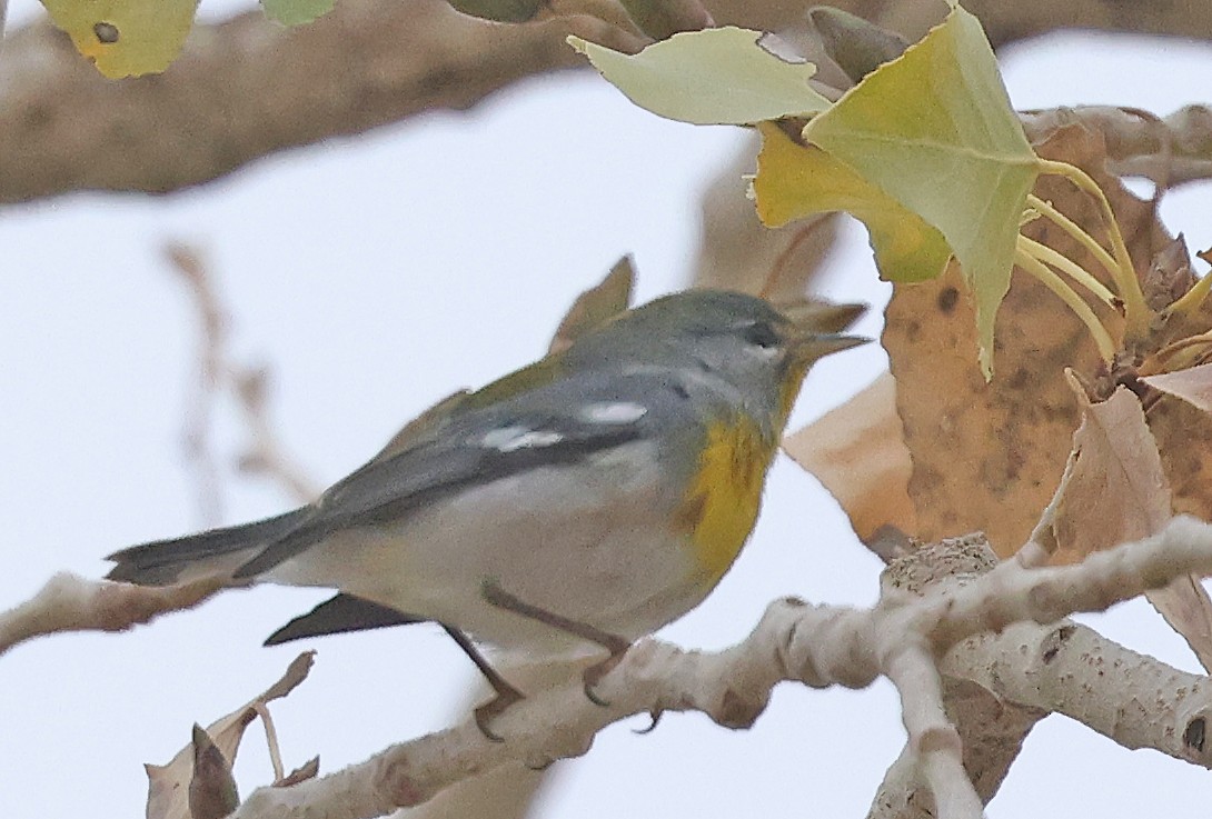 Northern Parula - ML647536511