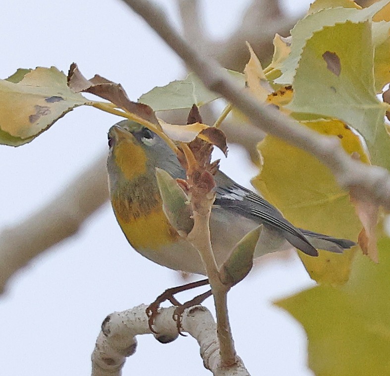 Northern Parula - ML647536519