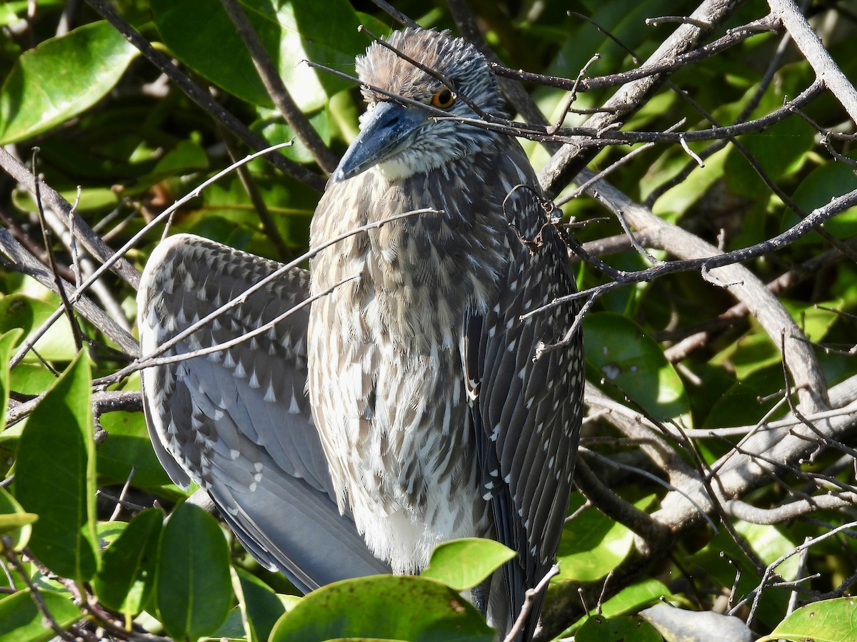 Yellow-crowned Night Heron - ML647536531