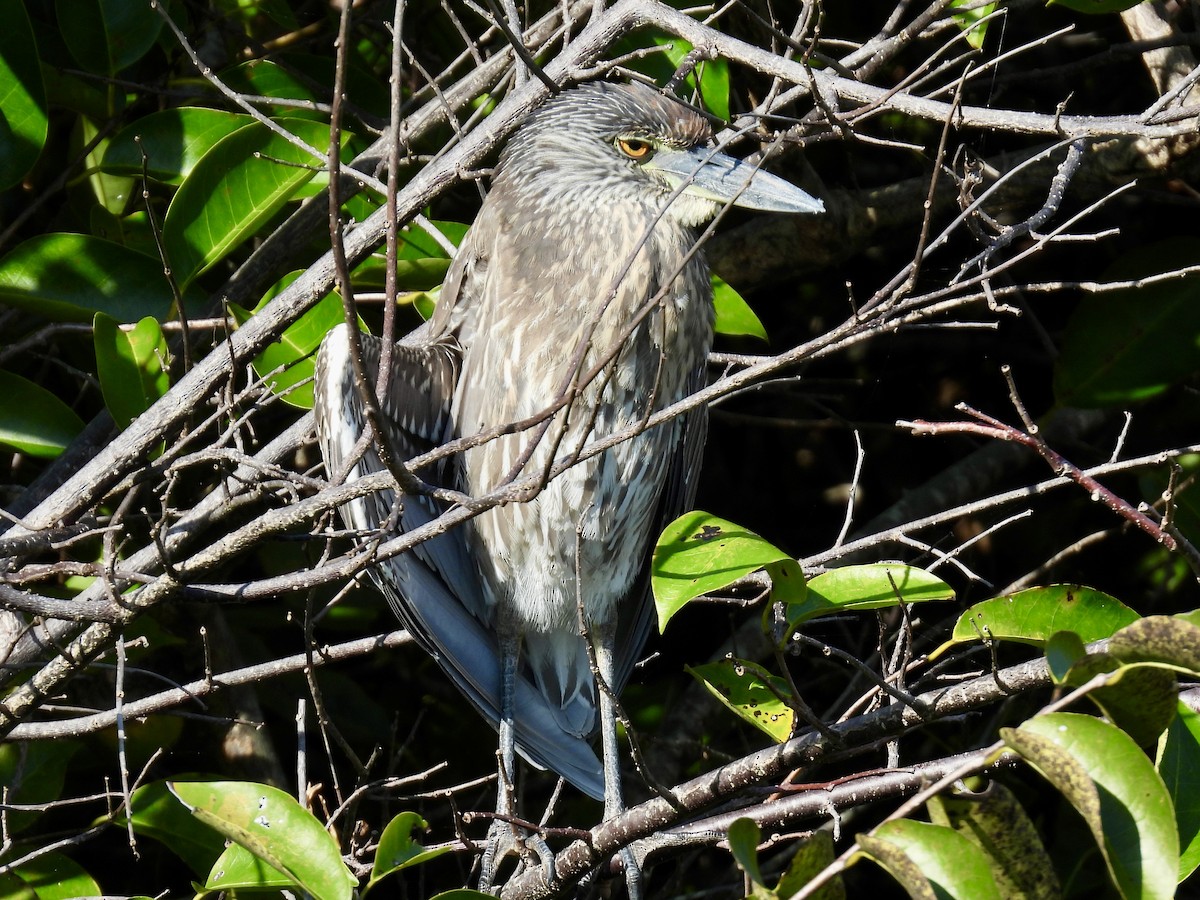 Yellow-crowned Night Heron - ML647536534
