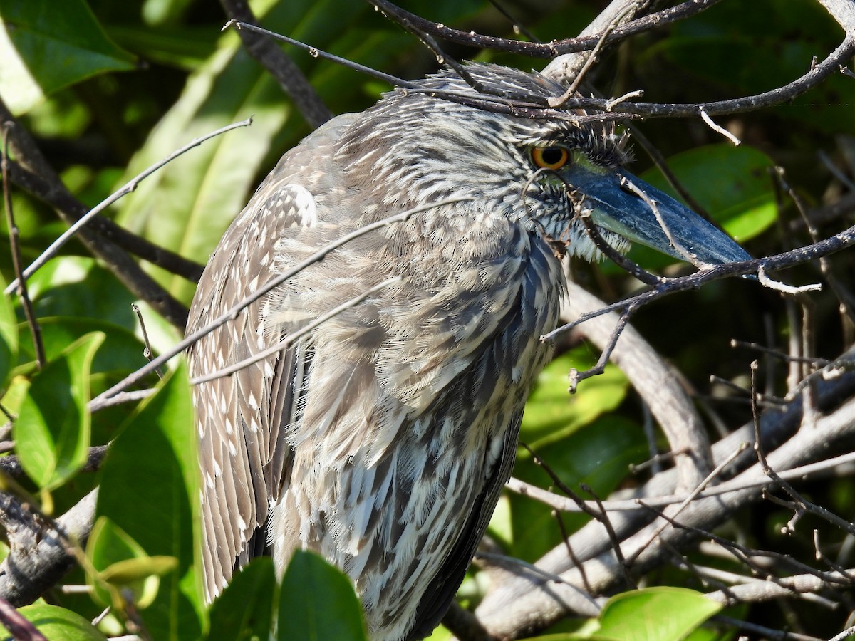 Yellow-crowned Night Heron - ML647536535