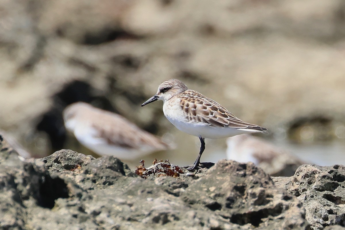 Побережник рудоголовий - ML647536565