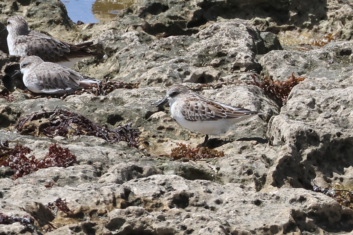 Побережник рудоголовий - ML647536566
