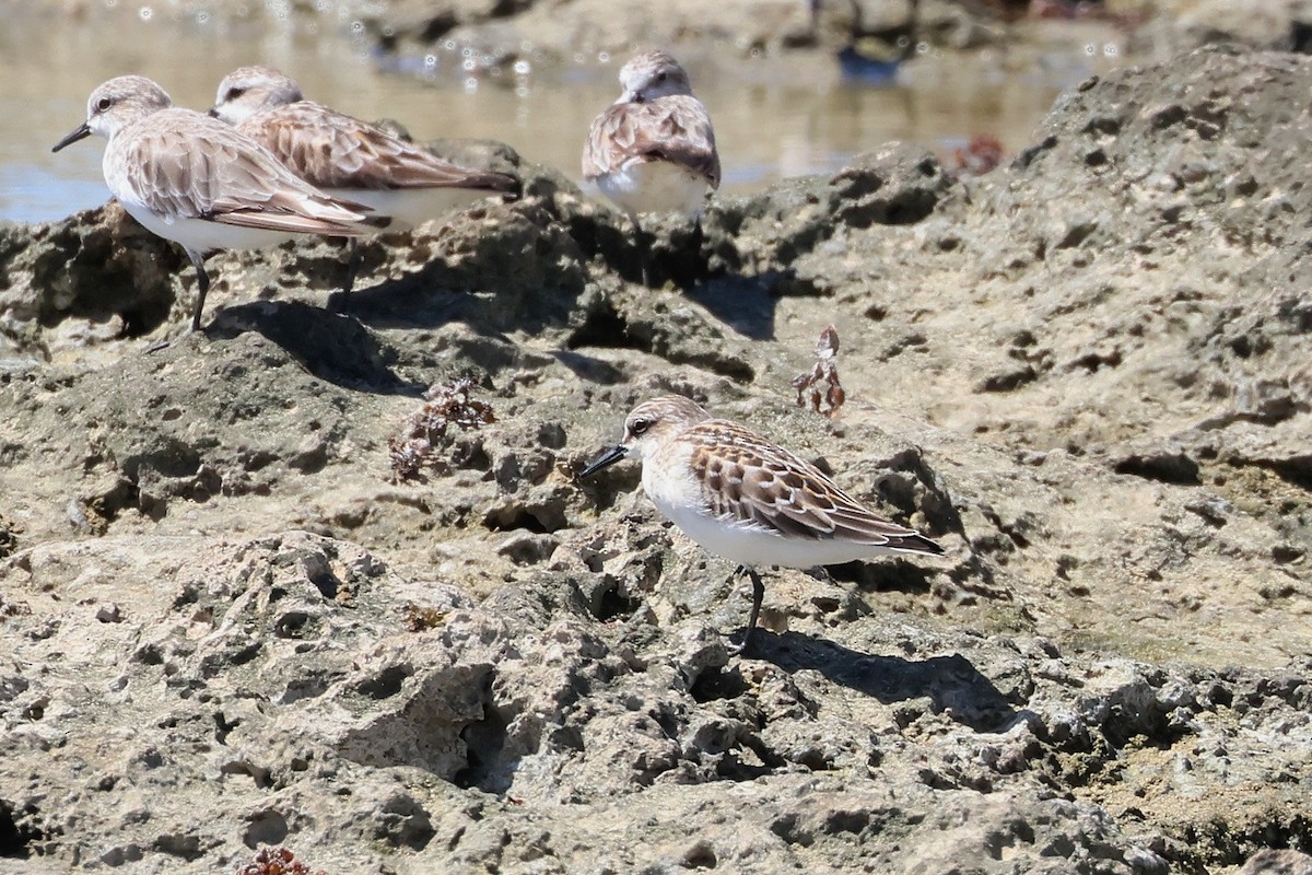 Побережник рудоголовий - ML647536567