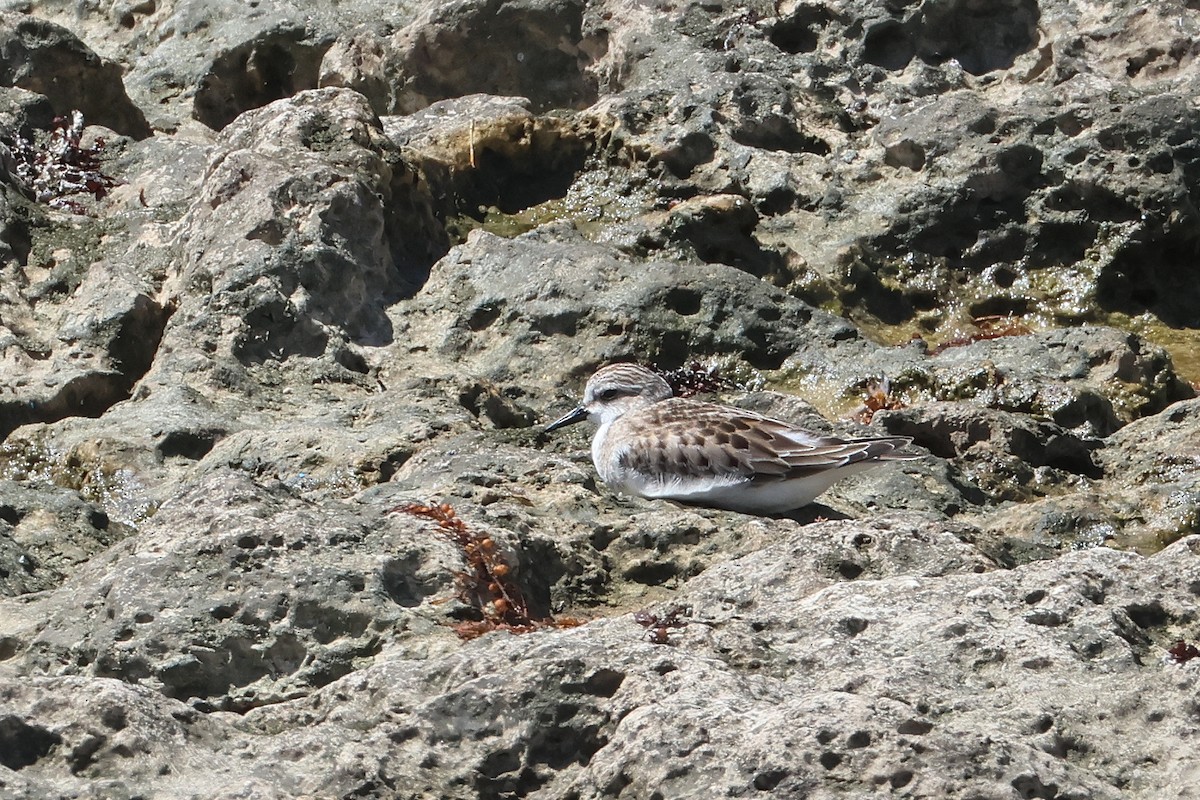 Побережник рудоголовий - ML647536568