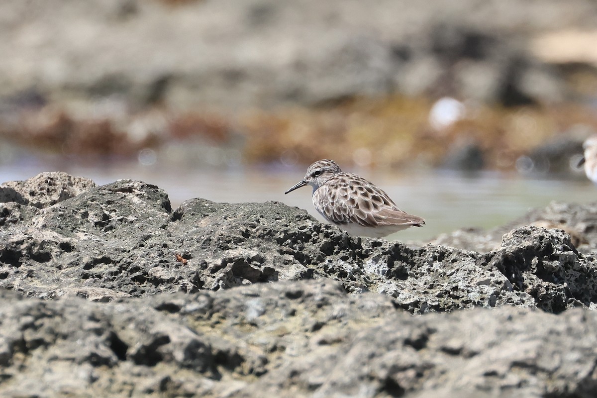 Побережник довгопалий - ML647536573