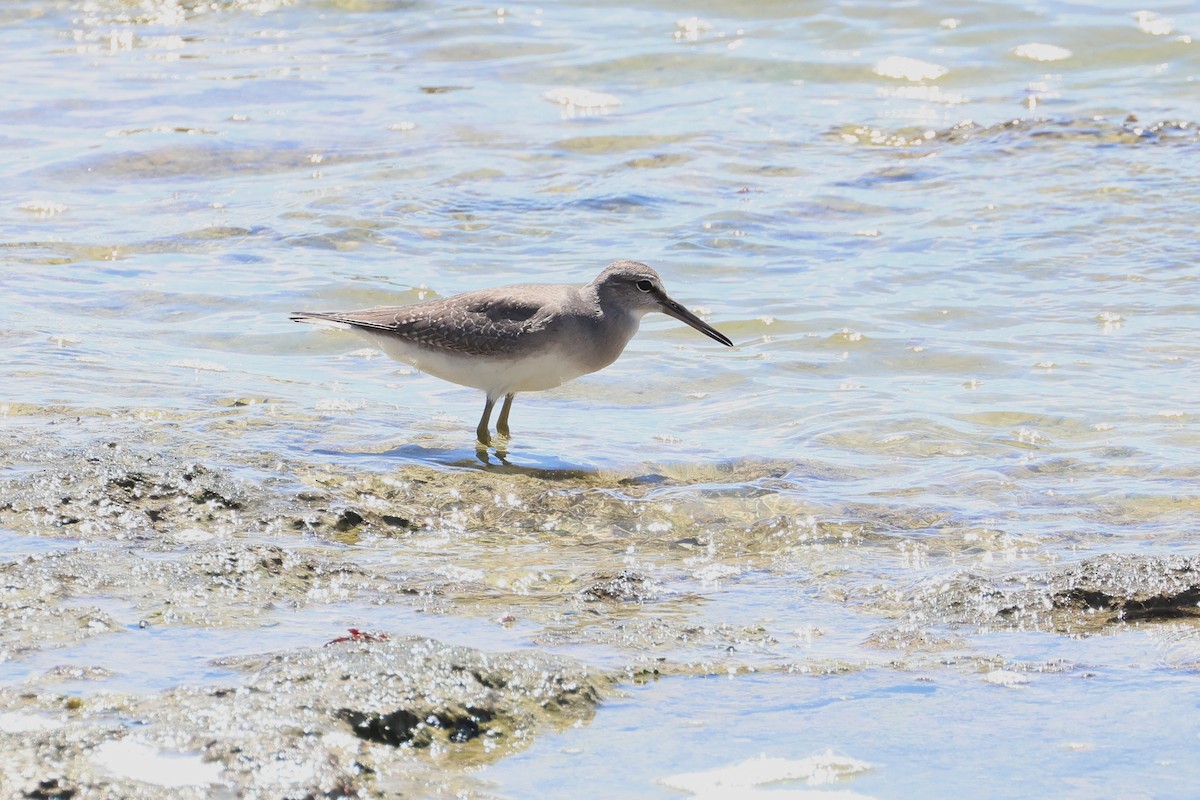 Коловодник попелястий - ML647536576