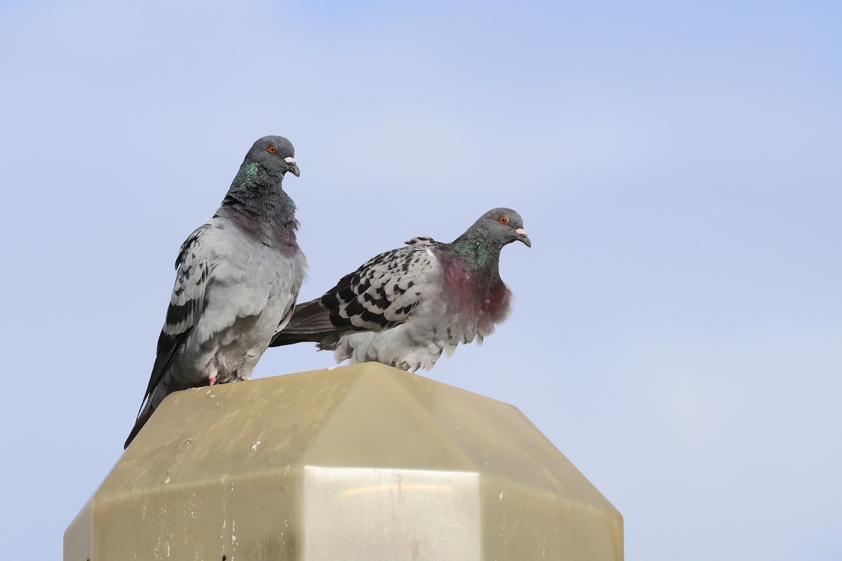 Голуб сизий (міський) - ML647536594