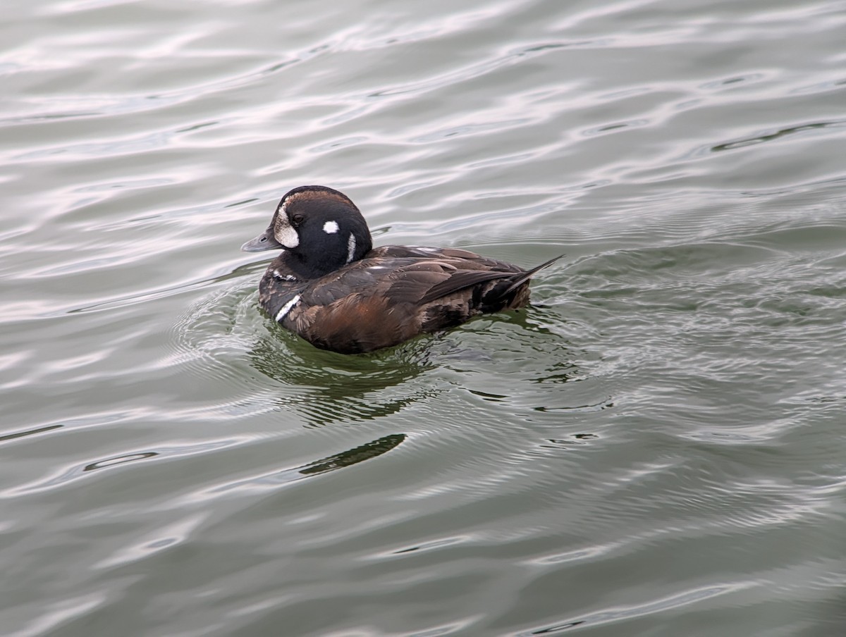 Ahate arlekina - ML647536596