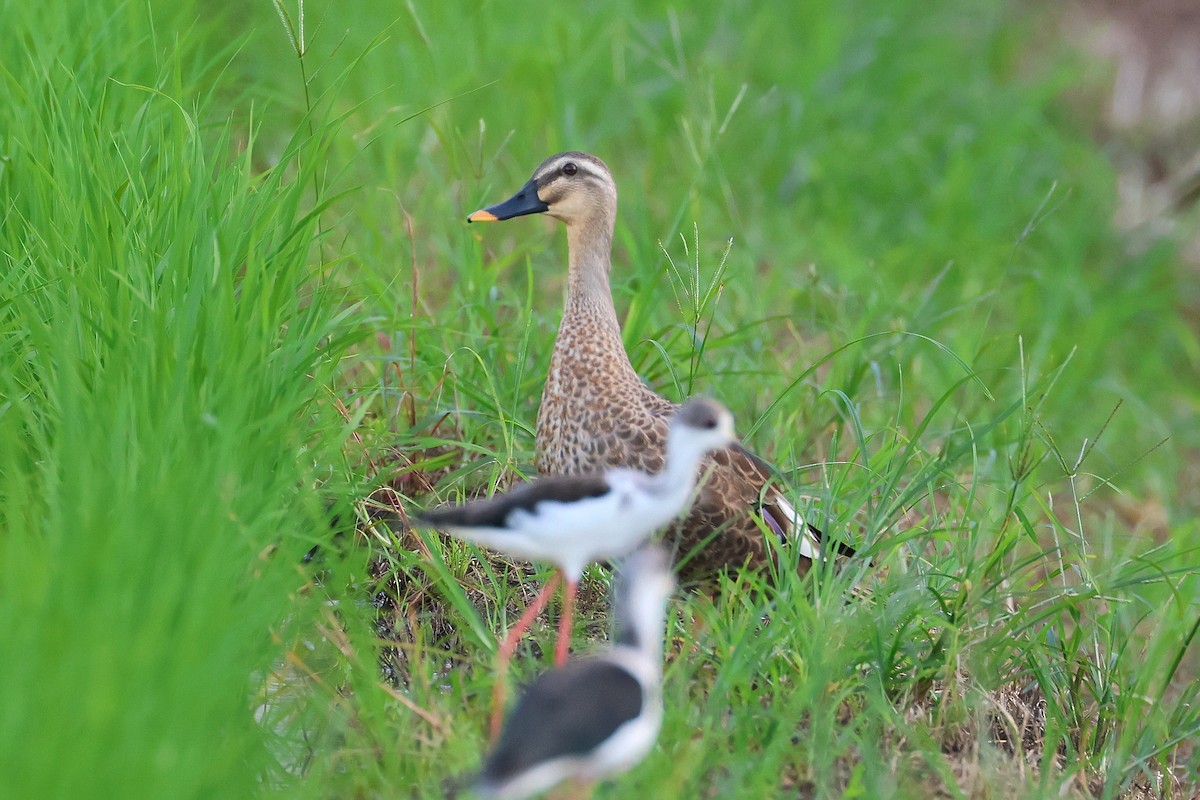 Крижень китайський - ML647536612