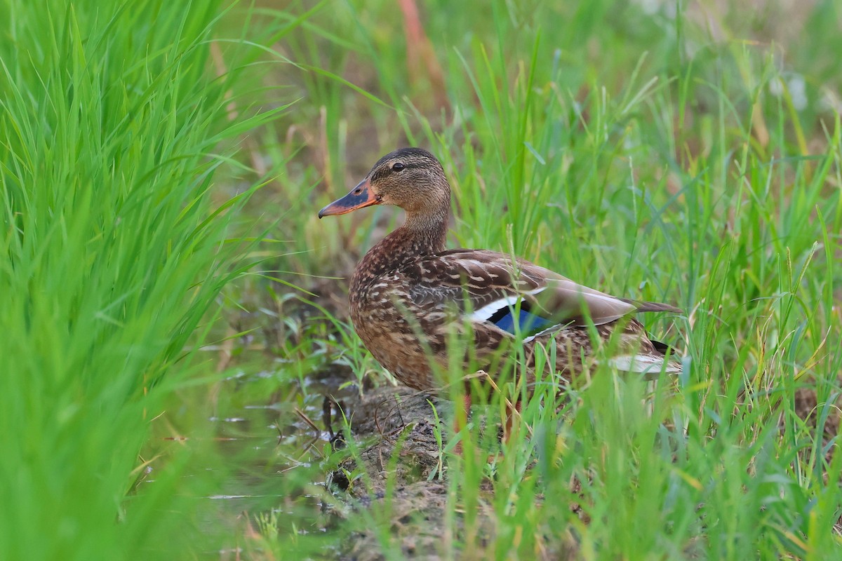 Крижень звичайний - ML647536617