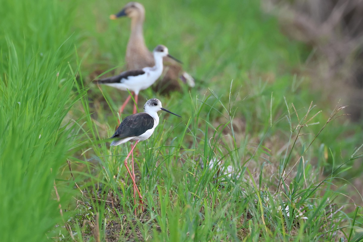 Кулик-довгоніг чорнокрилий - ML647536619