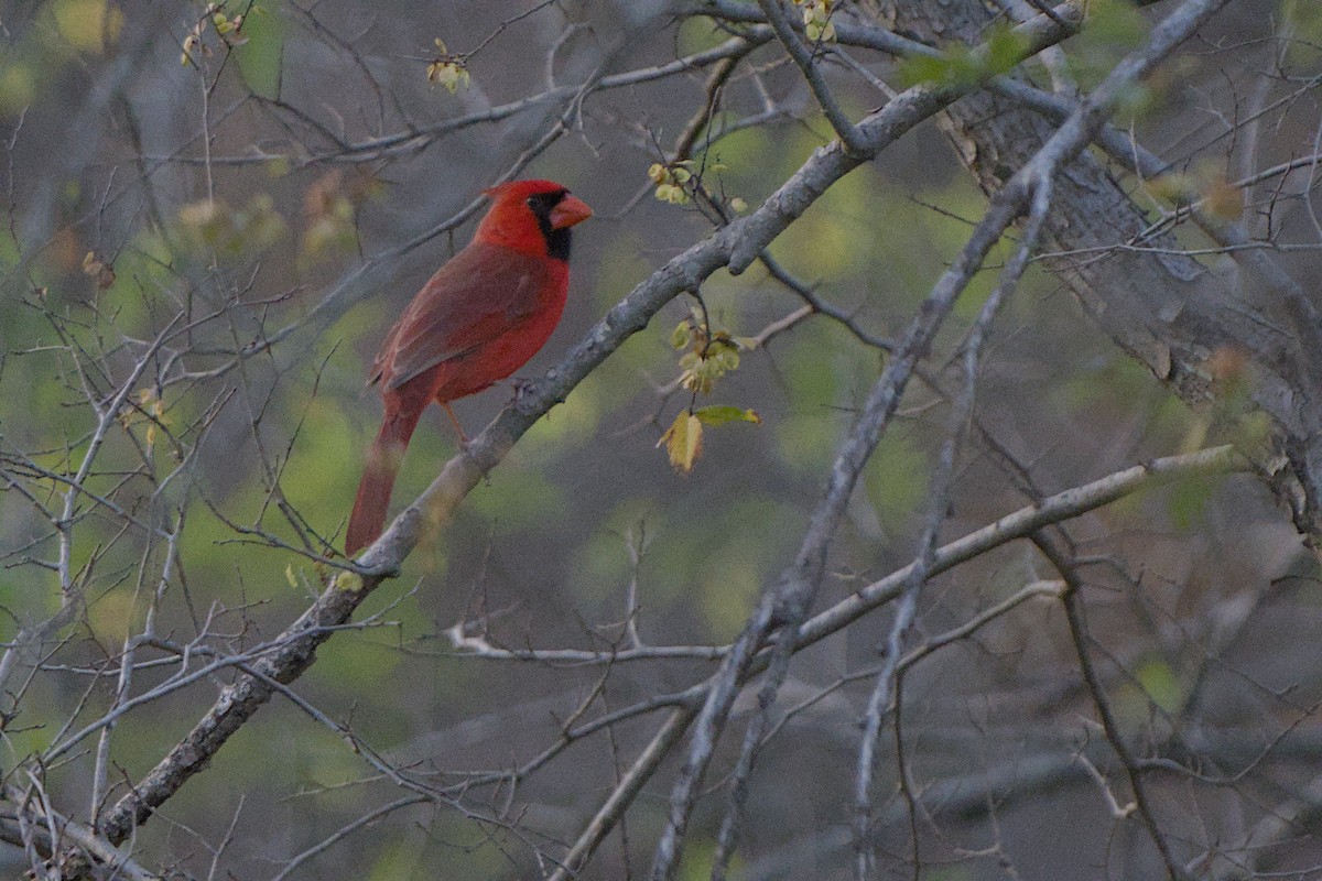 Cardinal rouge - ML647536651