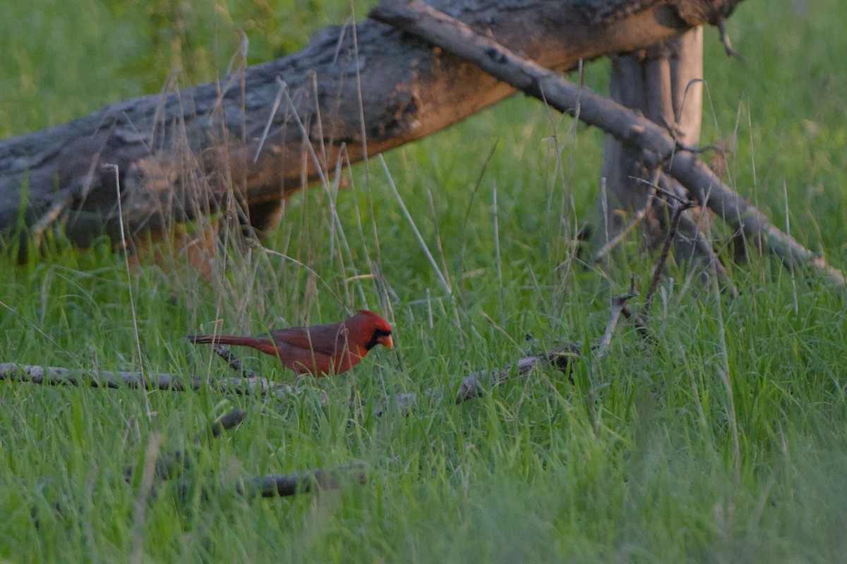 Cardinal rouge - ML647536661