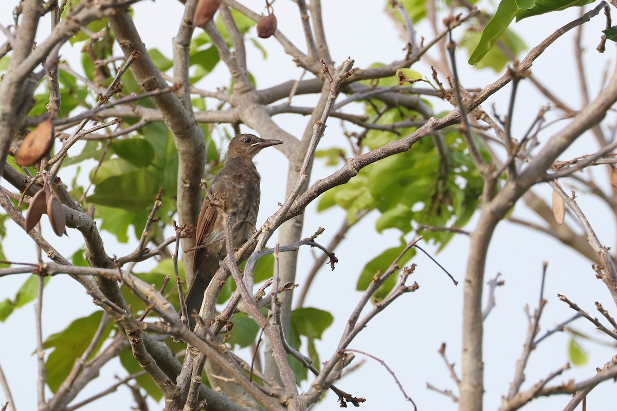 Оливник короткопалий - ML647536663