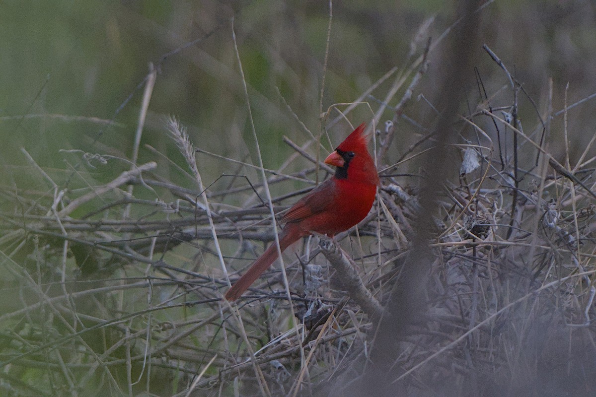 Cardinal rouge - ML647536665