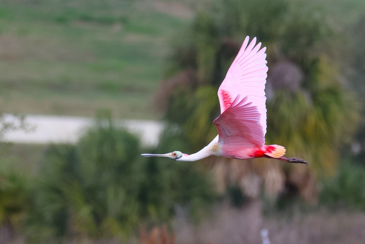 Roseate Spoonbill - ML647536666