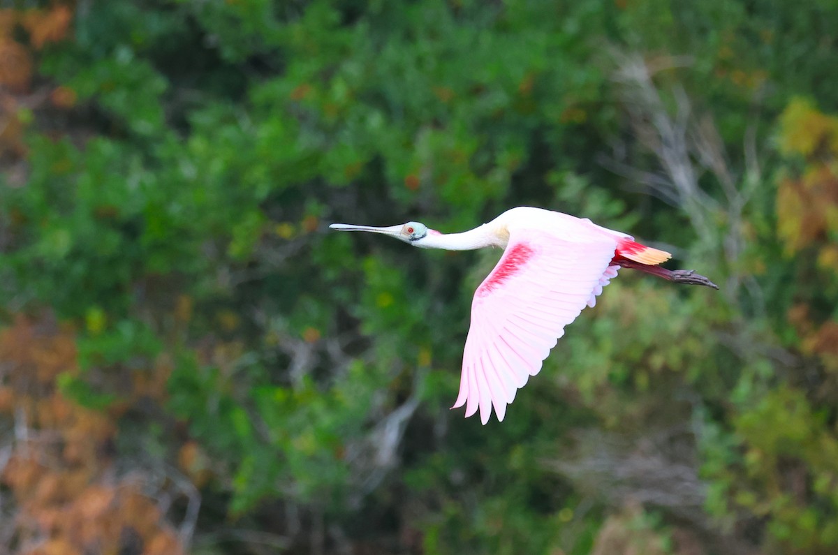 Roseate Spoonbill - ML647536667