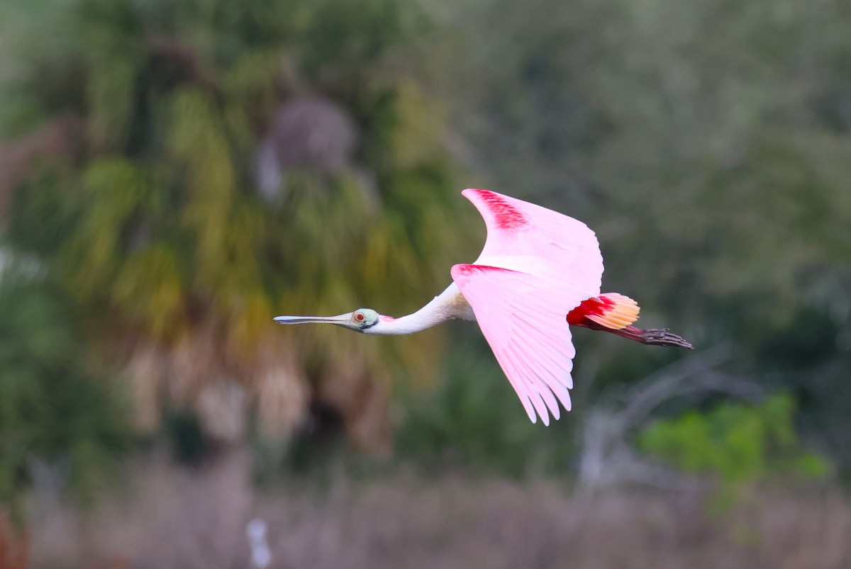 Roseate Spoonbill - ML647536668