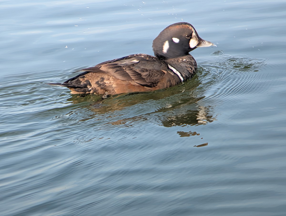 Ahate arlekina - ML647536672