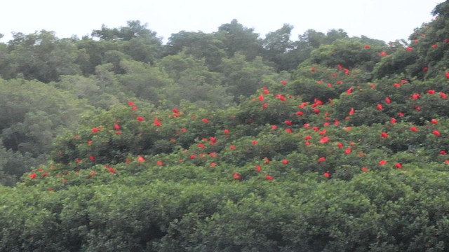 Scarlet Ibis - ML647536673