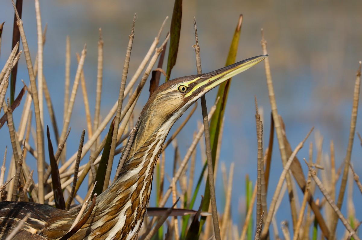 American Bittern - ML647536681