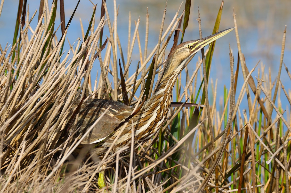 American Bittern - ML647536682