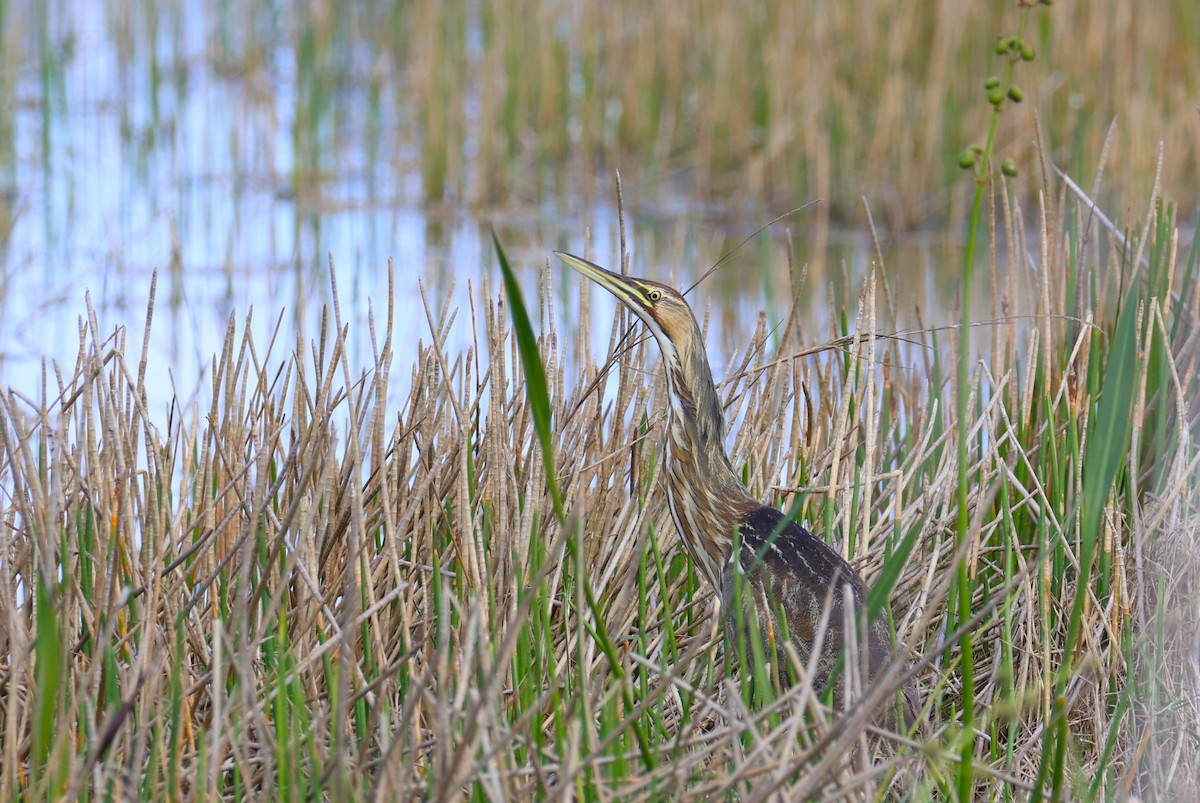 American Bittern - ML647536683