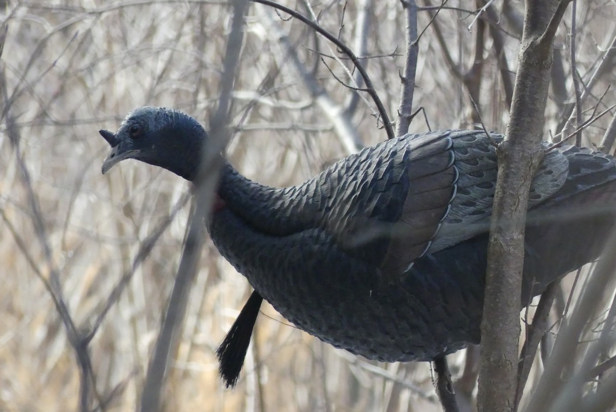 Wild Turkey - ML647536684