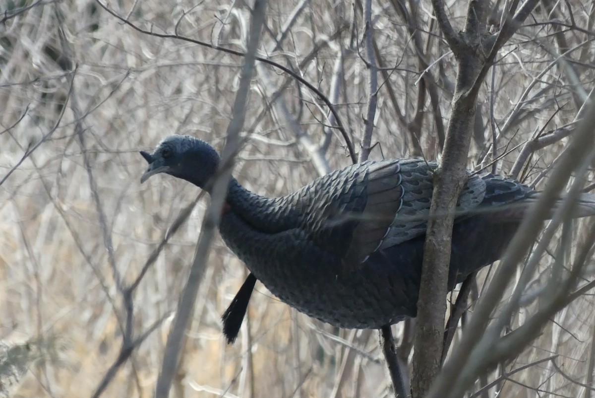 Wild Turkey - ML647536685