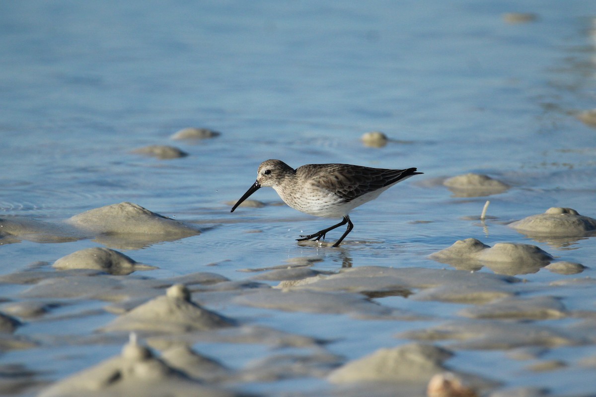 Dunlin - ML647536686