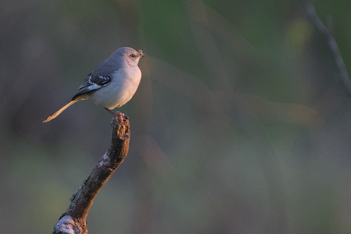 Northern Mockingbird - ML647536690