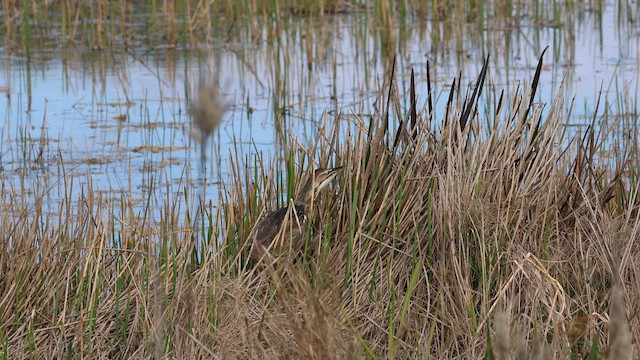 American Bittern - ML647536702