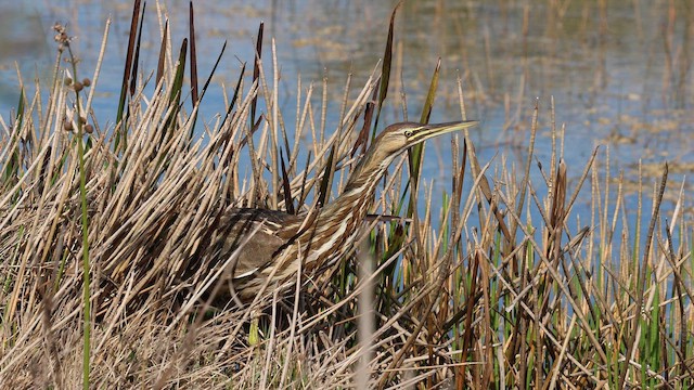 American Bittern - ML647536703