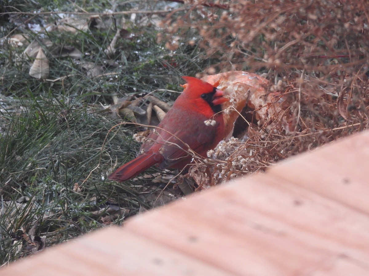 Cardinal rouge - ML647536710