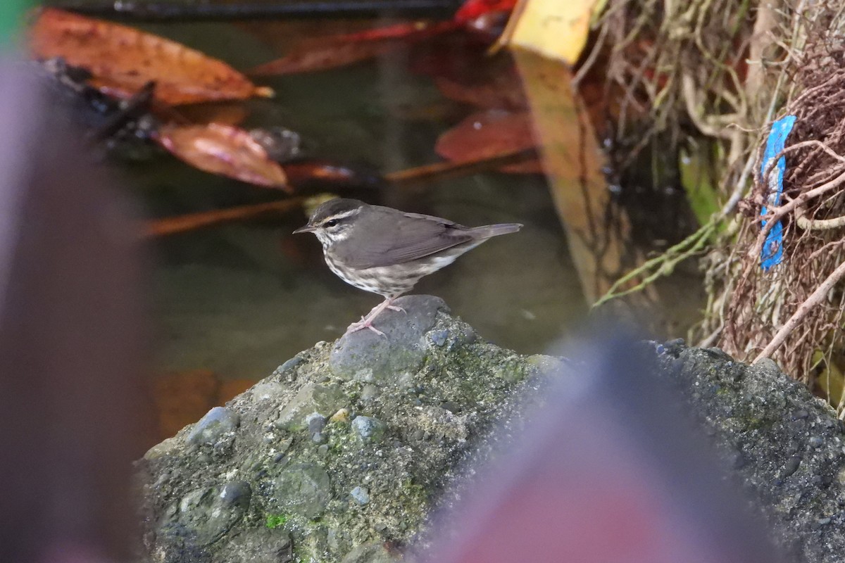Northern Waterthrush - ML647536715