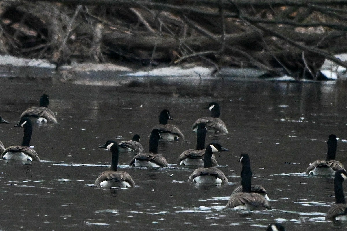 Казарка мала - ML647536717