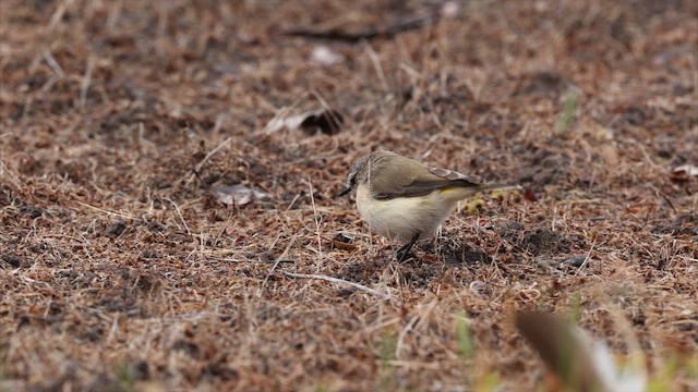Yellow-rumped Thornbill - ML647536719