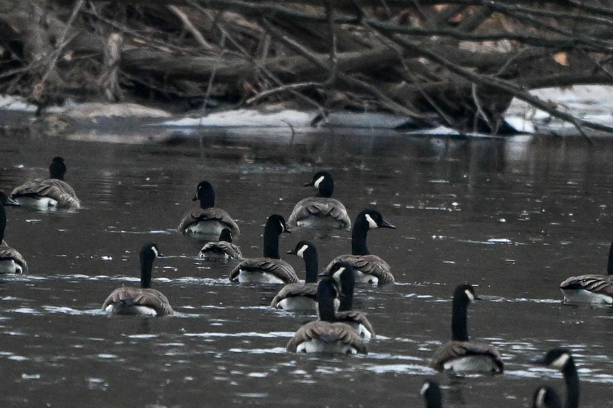 Казарка мала - ML647536721