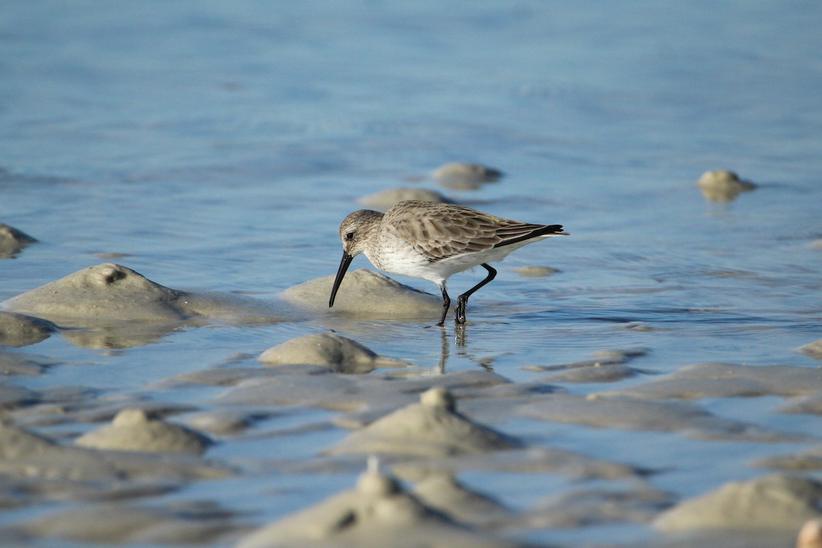 Dunlin - ML647536733